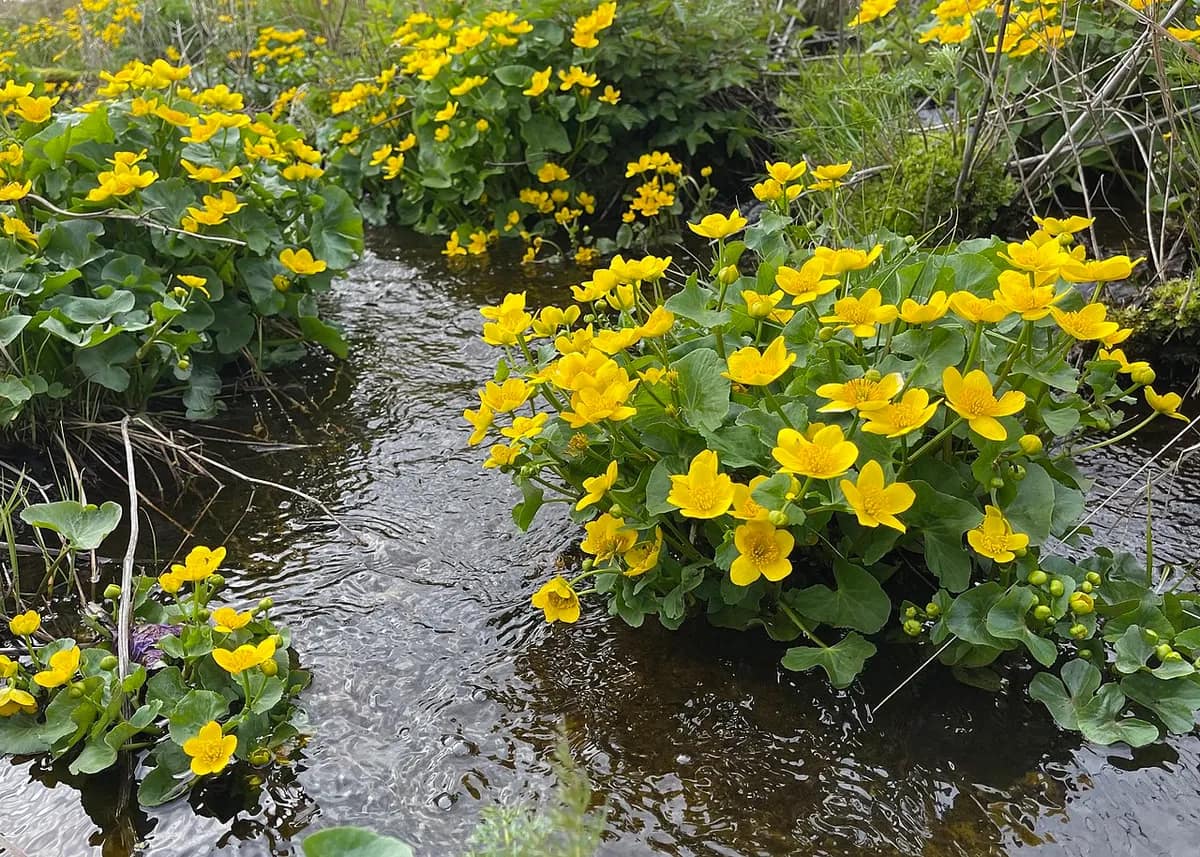 Sempervirens Gardening LLC business photo