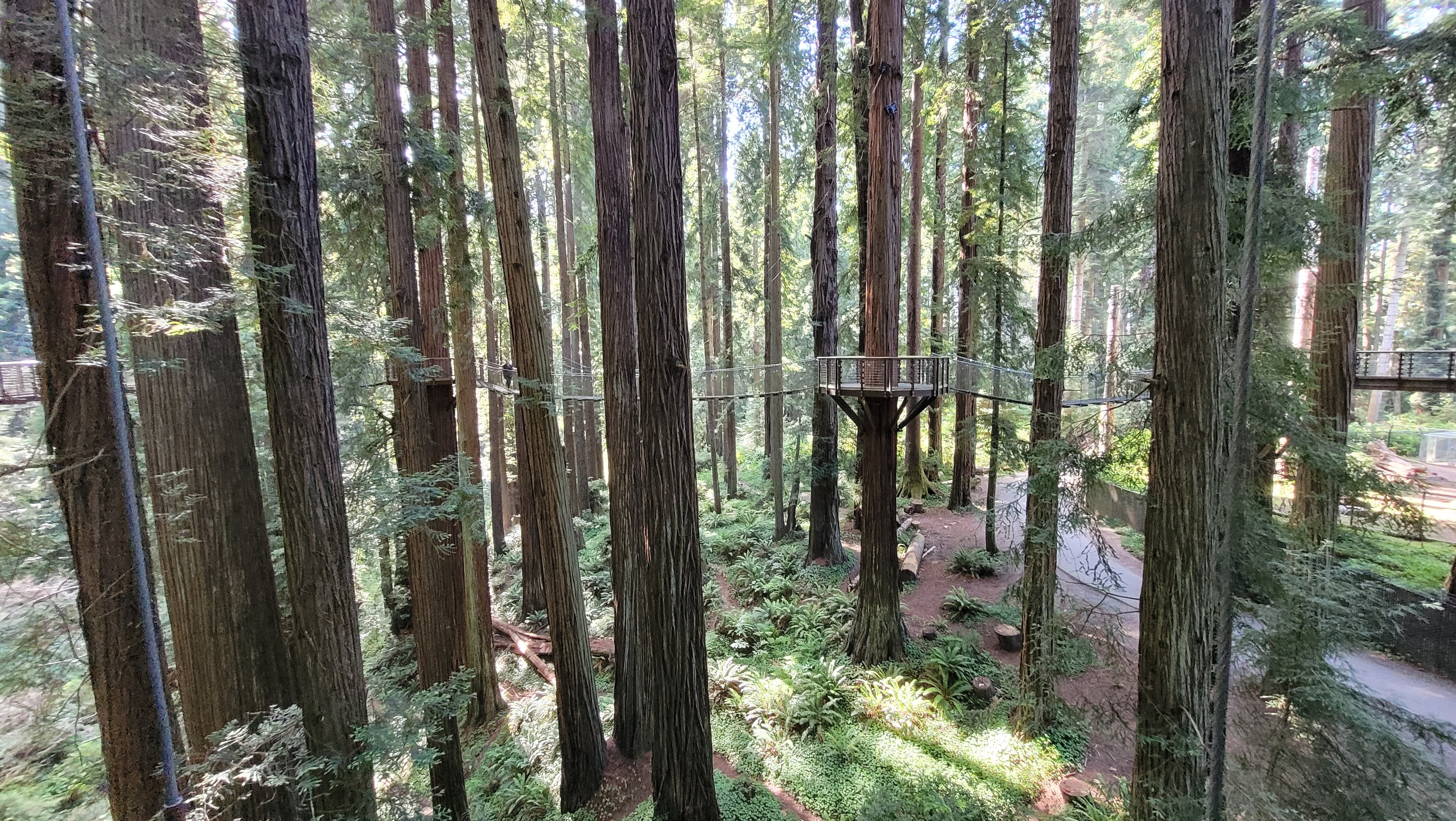 Sequoia Park Zoo Redwood Skywalk photo by Erica Canevari